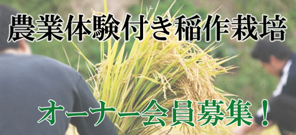 農業体験付き稲作栽培オーナー会員募集
